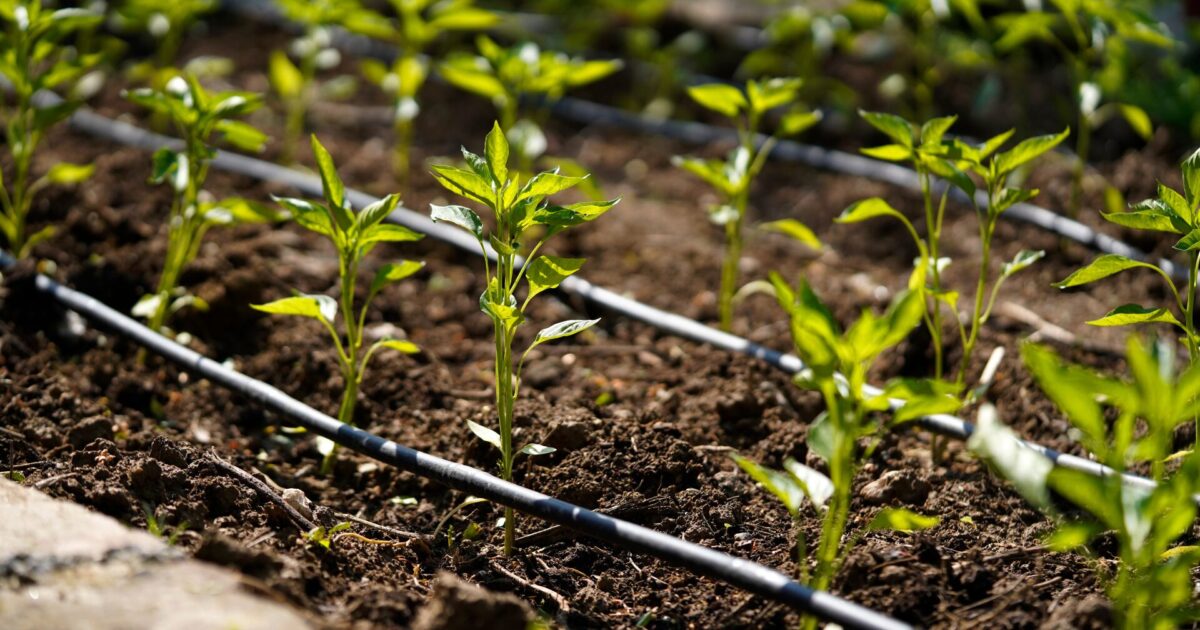 tuyaux d'arrosage au sol avec des plantes vertes