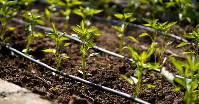 tuyaux d'arrosage au sol avec des plantes vertes